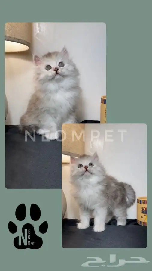 قطط اقساط قطط جدة قطط الطايف كيتن سكوتش فولد هملايا شيرازي 2