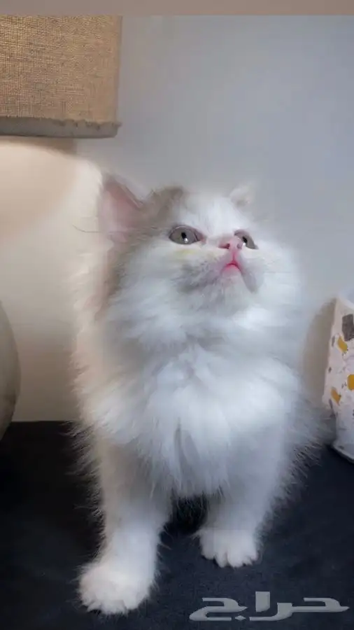 قطط اقساط قطط جدة قطط الطايف كيتن سكوتش فولد هملايا شيرازي 0