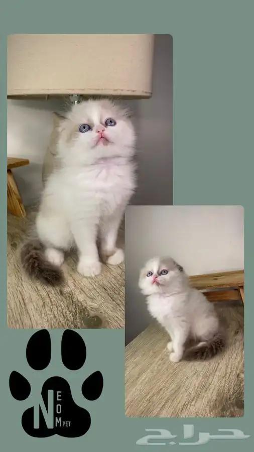 قطط اقساط قطط جدة قطط الطايف كيتن سكوتش فولد هملايا شيرازي 4