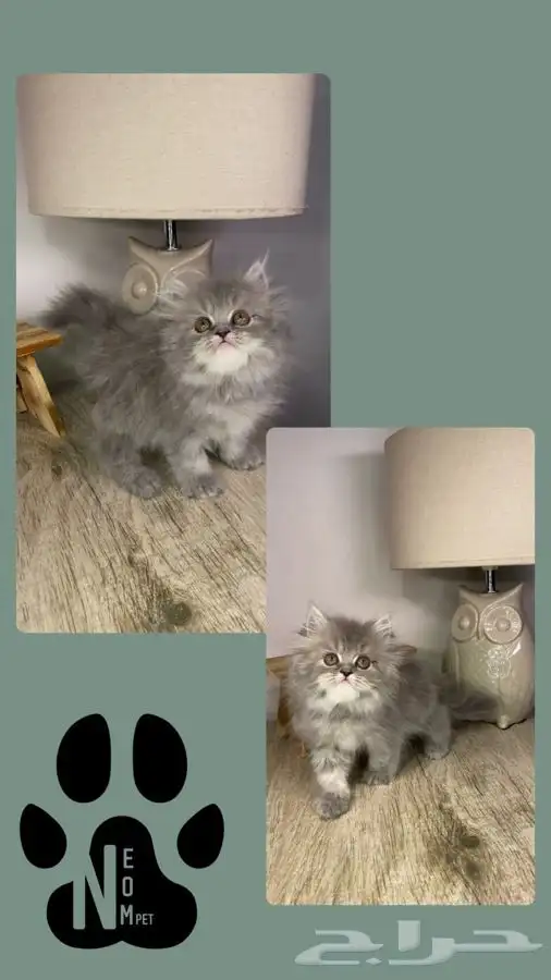 قطط اقساط قطط جدة قطط الطايف كيتن سكوتش فولد هملايا شيرازي 6