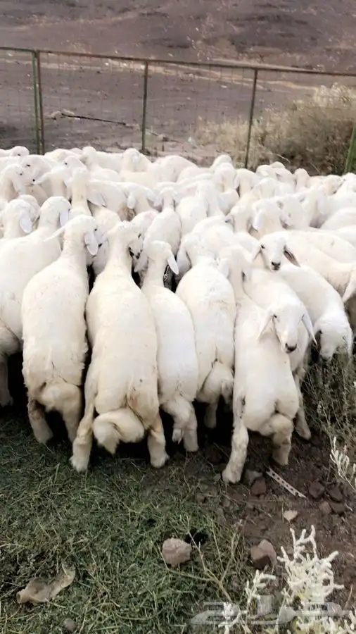 ذبايح حريه من البر مع الذبح والتوصيل مجاني 40