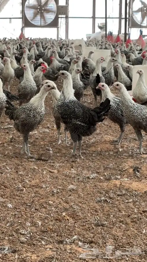 فيومي شبابي بياض 1