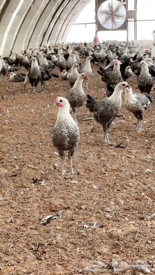 فيومي شبابي بياض 3