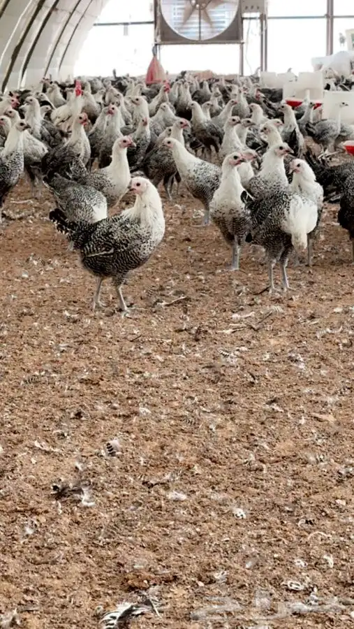 فيومي شبابي بياض 4