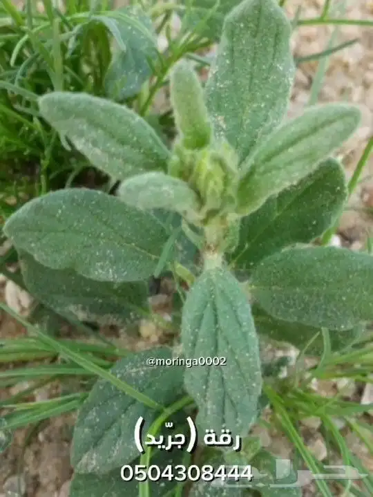 استزراع الفقع الخلاسي بذور الارقه او الجريد 0