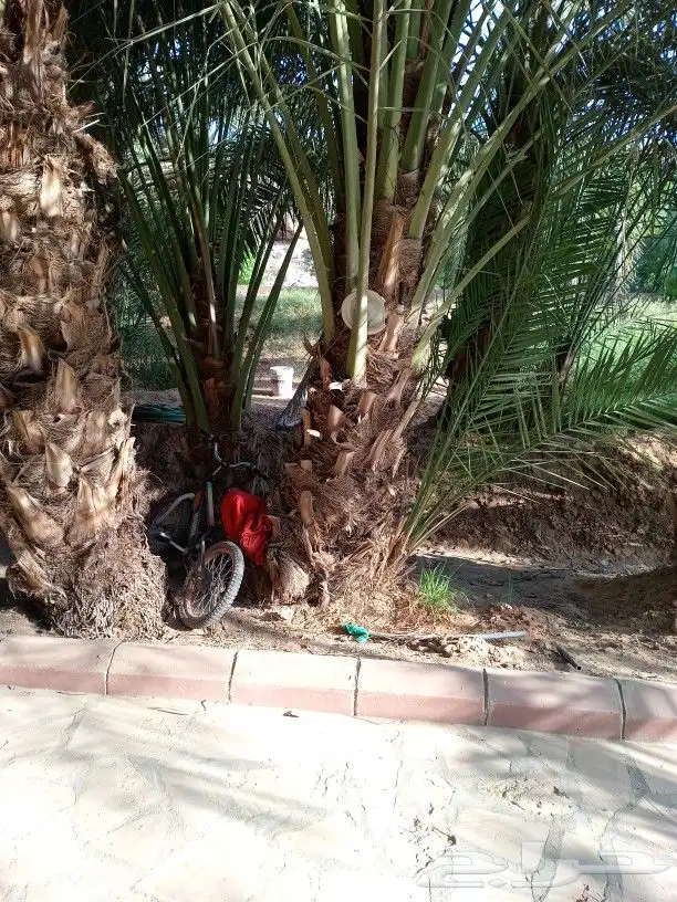 نخيل عربي واشنطني توصيل وزراعه 2