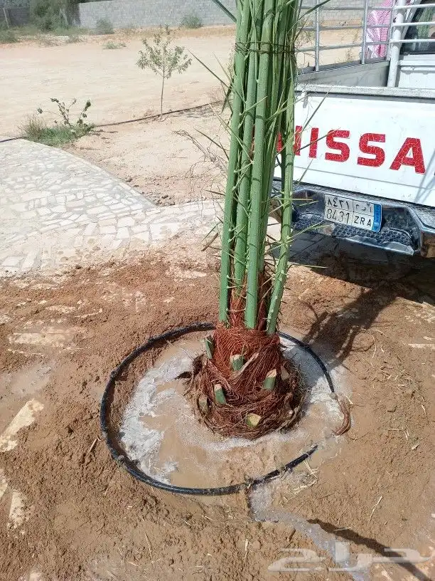 نخيل عربي واشنطني توصيل وزراعه 0