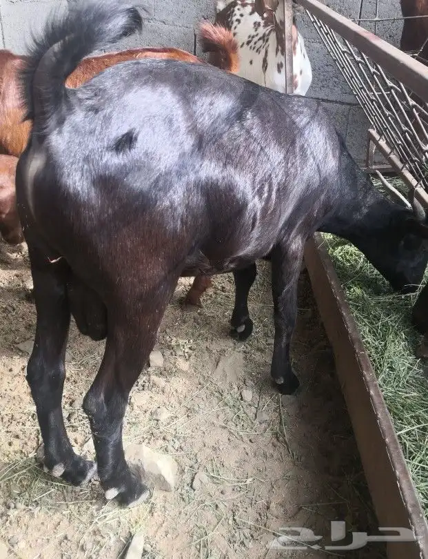 مشروع فحل هجين كلهاري فاخر(تم البيع) 8