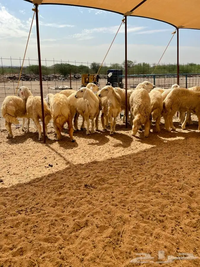 ذبايح حري ذبائح للبيع 3