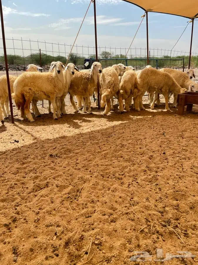 ذبايح حري ذبائح للبيع 0