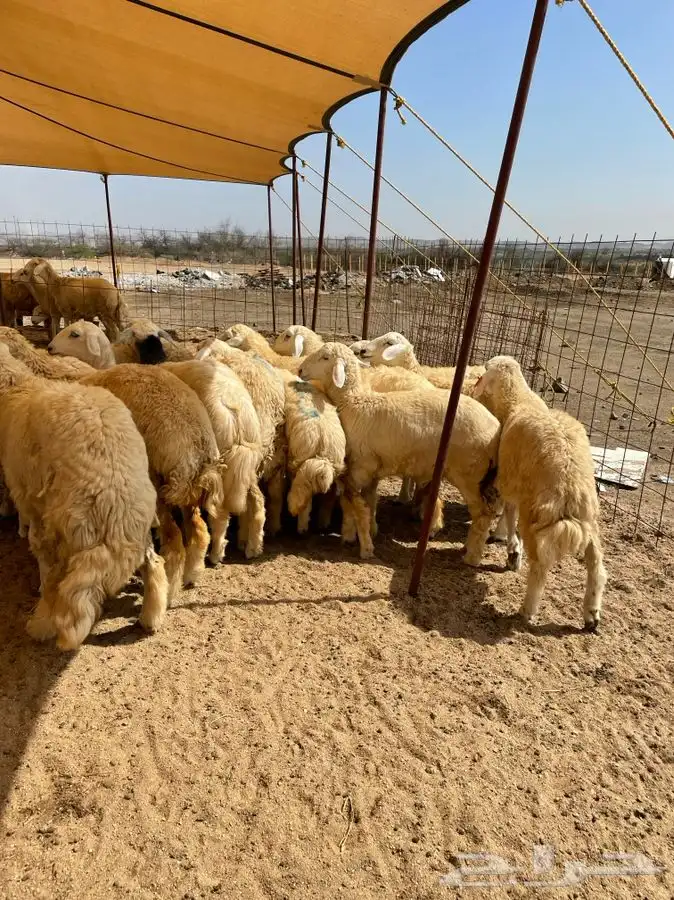 ذبايح حري ذبائح للبيع 1