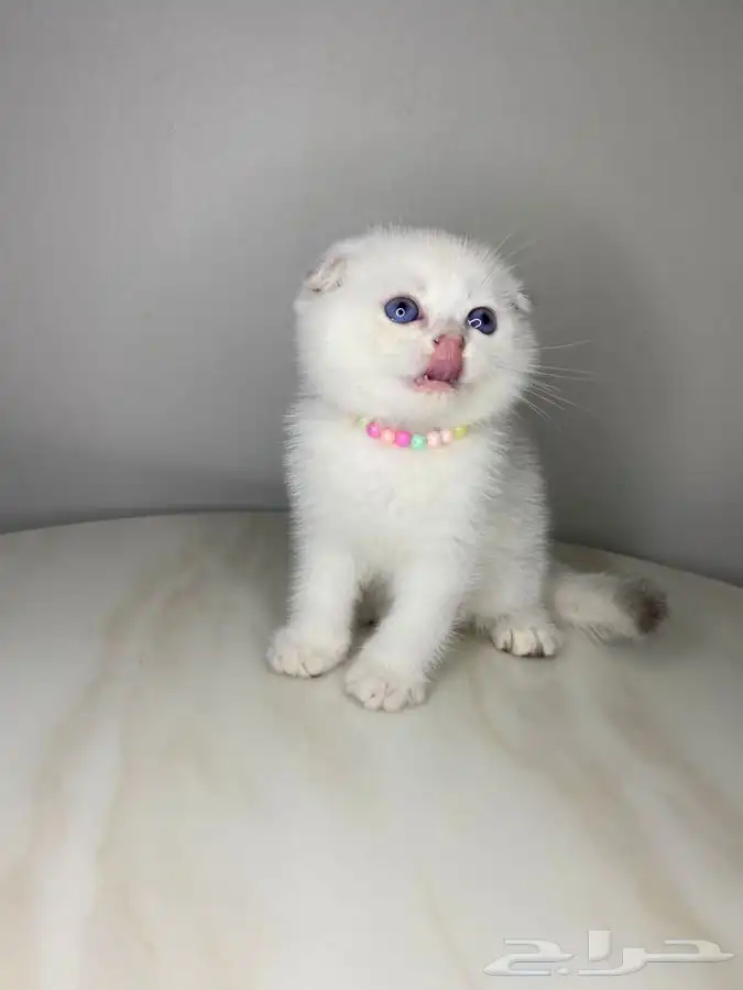 قطط سكوتش بيور للبيع 2