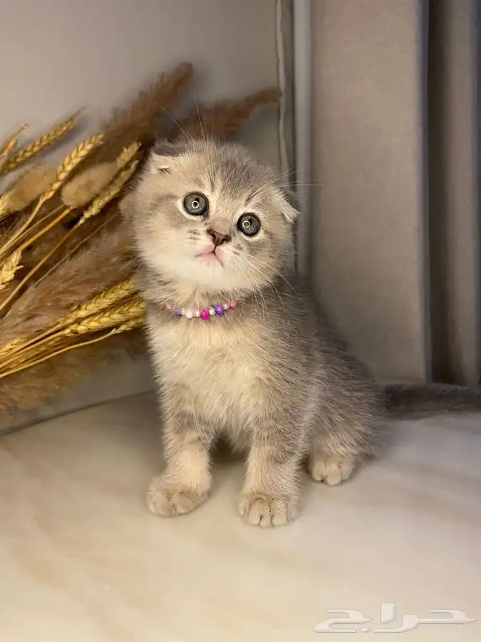 قطط سكوتش بيور للبيع 1