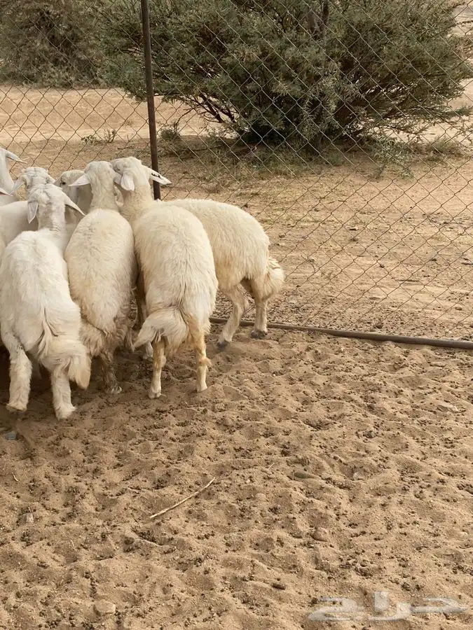 ذبايح مع الذبح والتوصيل 6
