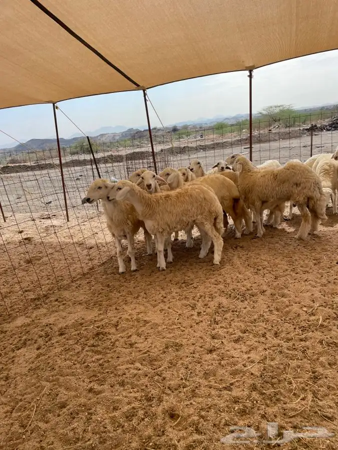 ذبايح حري ذبائح للبيع 2