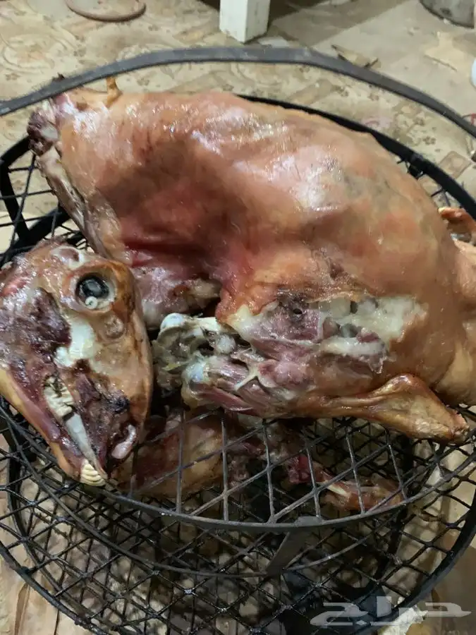 طباخ متنقل مناسبات ومخيمات مندي وعربي داخل وخارج جده 1