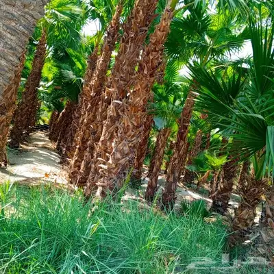 تنسيق حدائق وشلالات ونوافير 24