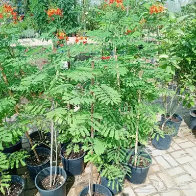 تنسيق حدائق وشلالات ونوافير 26