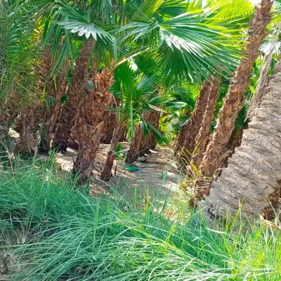 تنسيق حدائق وشلالات ونوافير 25