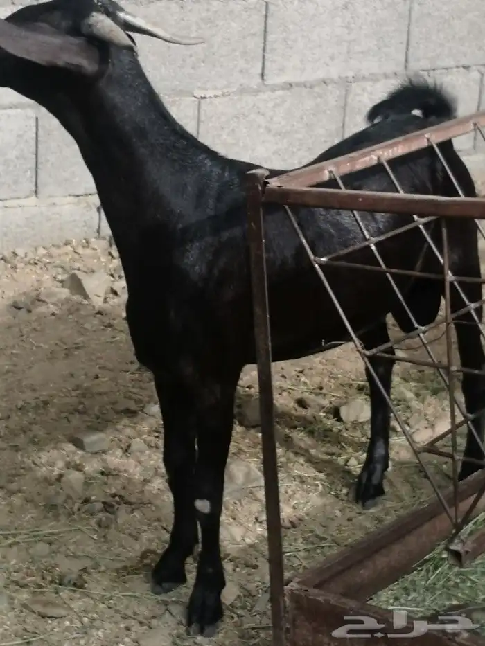 مشروع فحل هجين كلهاري فاخر(تم البيع) 0