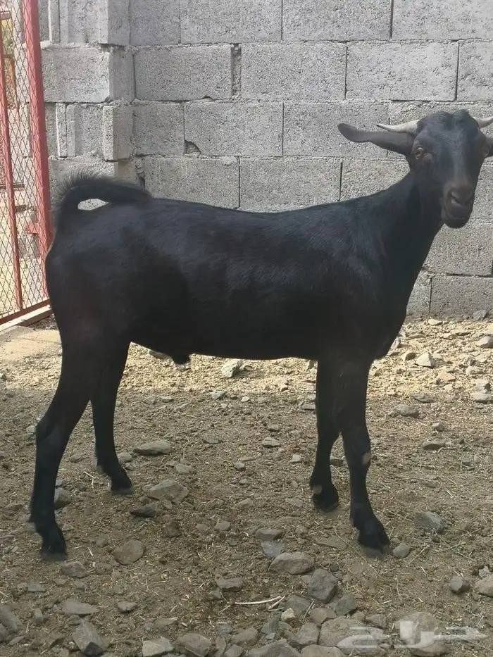 مشروع فحل هجين كلهاري فاخر(تم البيع) 9