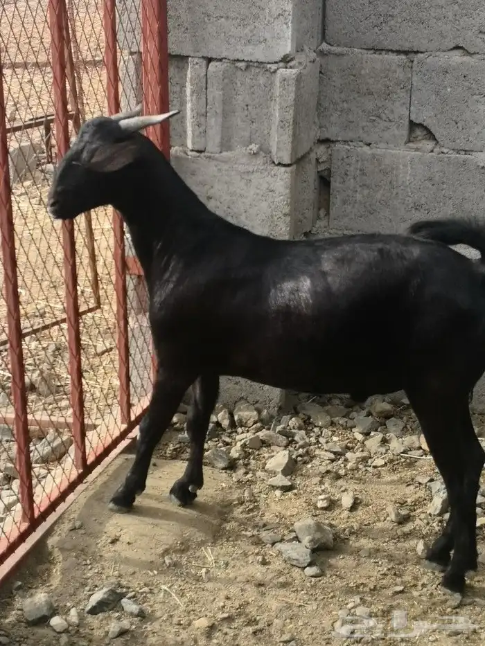 مشروع فحل هجين كلهاري فاخر(تم البيع) 3