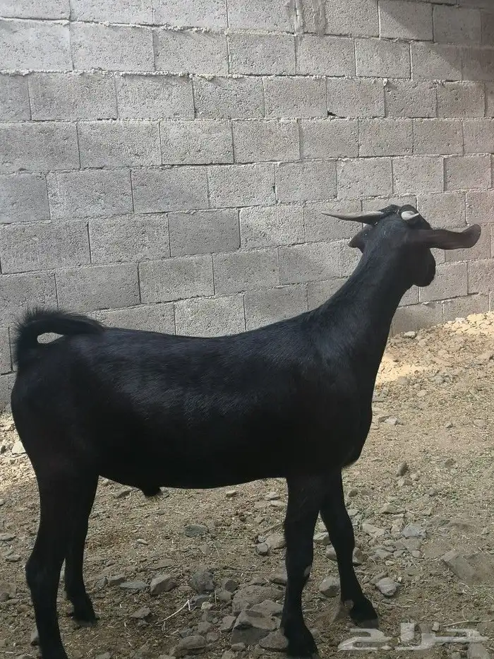 مشروع فحل هجين كلهاري فاخر(تم البيع) 7