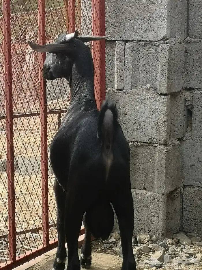 مشروع فحل هجين كلهاري فاخر(تم البيع) 1