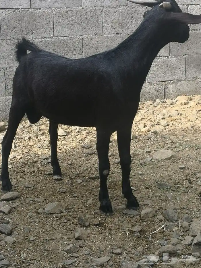 مشروع فحل هجين كلهاري فاخر(تم البيع) 4