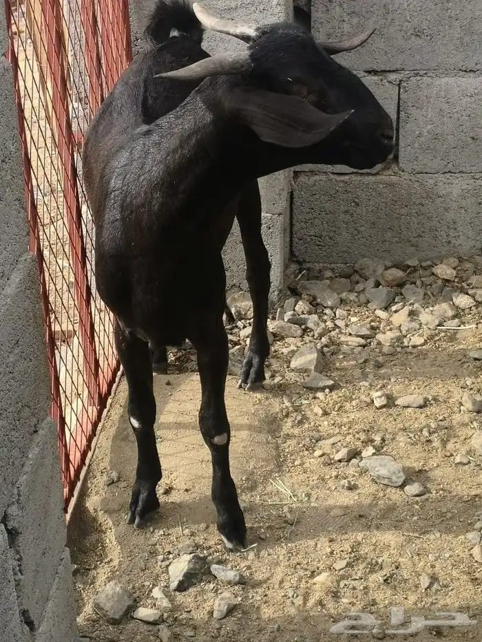 مشروع فحل هجين كلهاري فاخر(تم البيع) 5