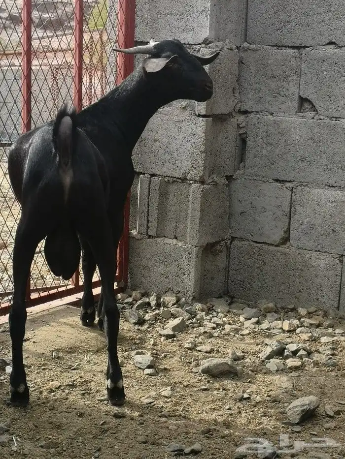 مشروع فحل هجين كلهاري فاخر(تم البيع) 6