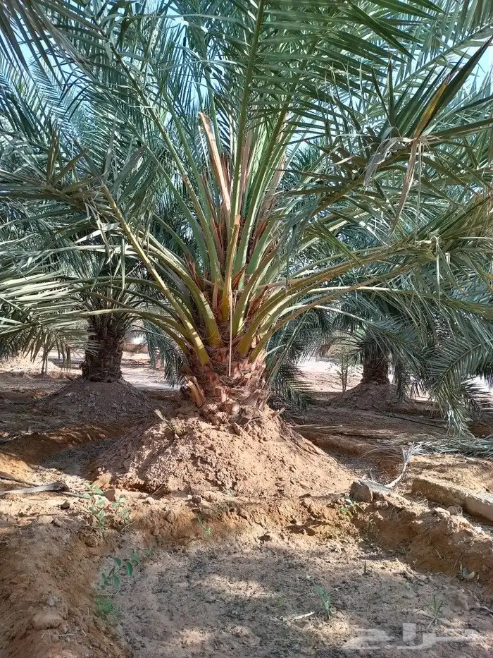 نخيل عربي واشنطني توصيل وزراعه 8