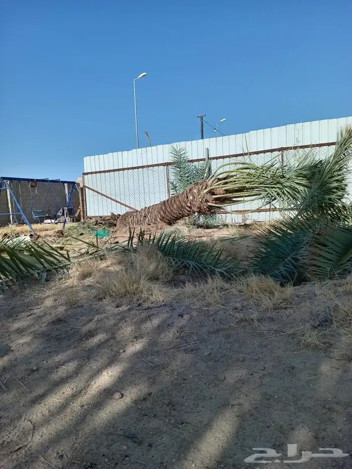 نخيل عربي واشنطني توصيل وزراعه 9
