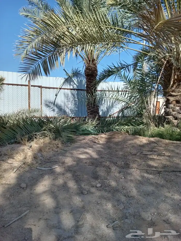 نخيل عربي واشنطني توصيل وزراعه 10
