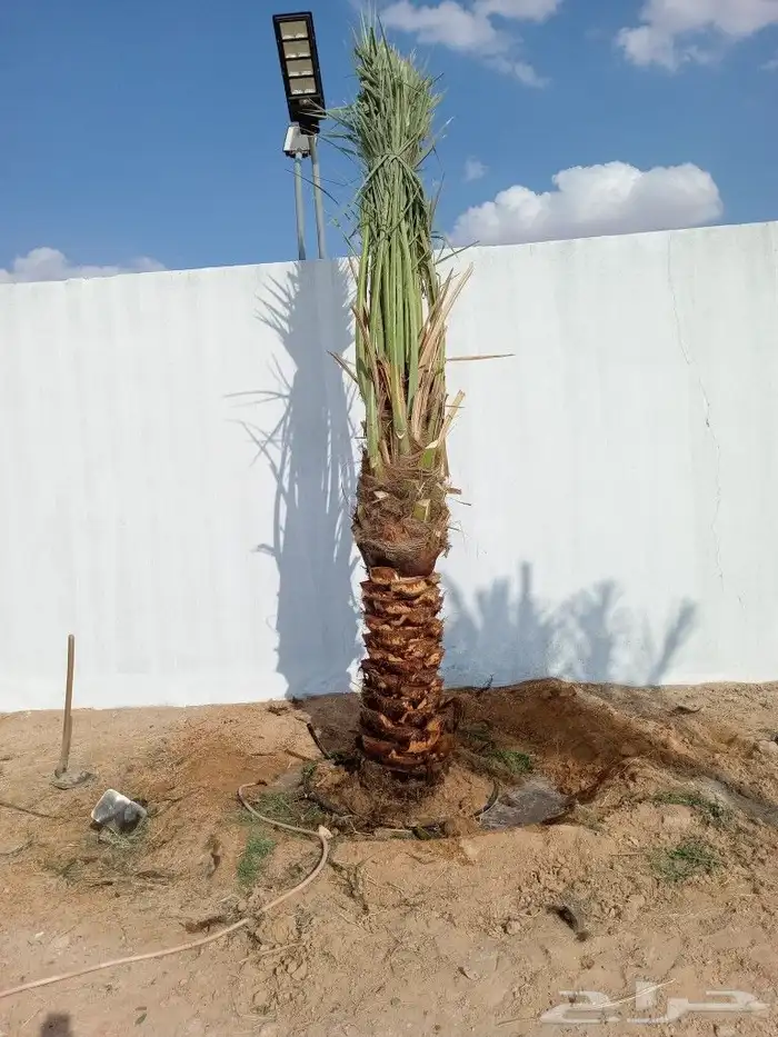 نخيل عربي واشنطني توصيل وزراعه 7