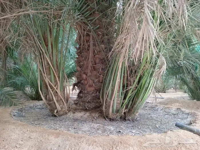 نخيل عربي واشنطني توصيل وزراعه 3