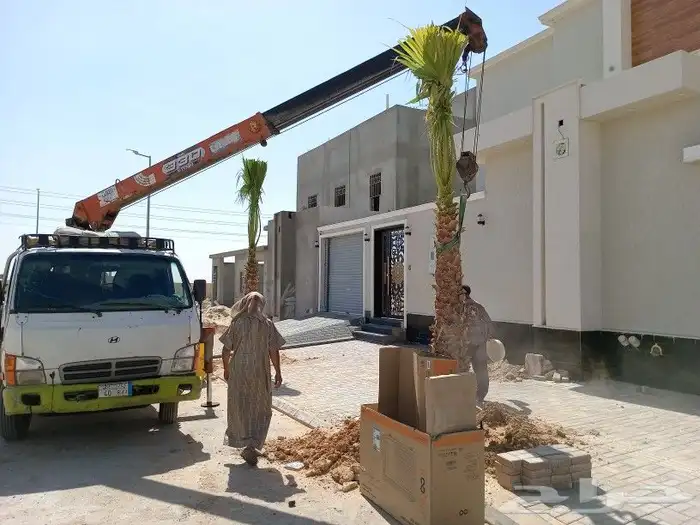 نخيل عربي واشنطني توصيل وزراعه 5