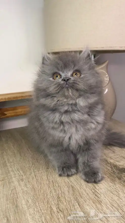 قطط اقساط كيتن قطه شيرازي هملايا سكوتش قطط تابي قطط تمارا 0