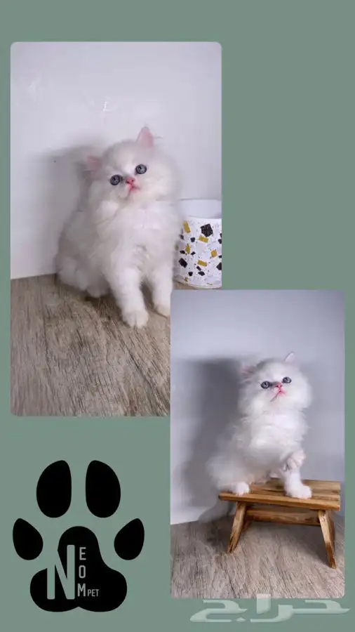 قطط اقساط كيتن قطه شيرازي هملايا سكوتش قطط تابي قطط تمارا 4