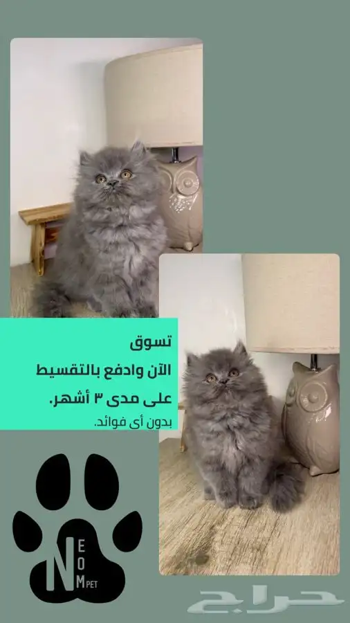 قطط اقساط كيتن قطه شيرازي هملايا سكوتش قطط تابي قطط تمارا 1