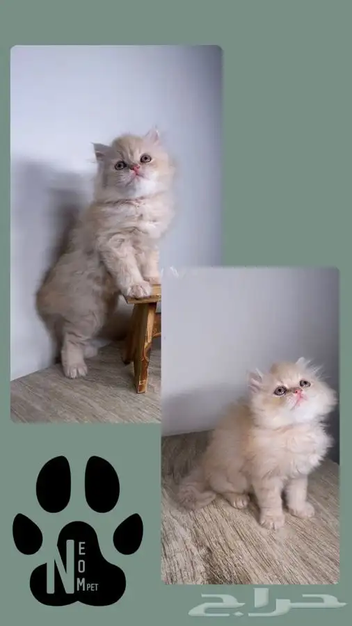 قطط اقساط كيتن قطه شيرازي هملايا سكوتش قطط تابي قطط تمارا 6