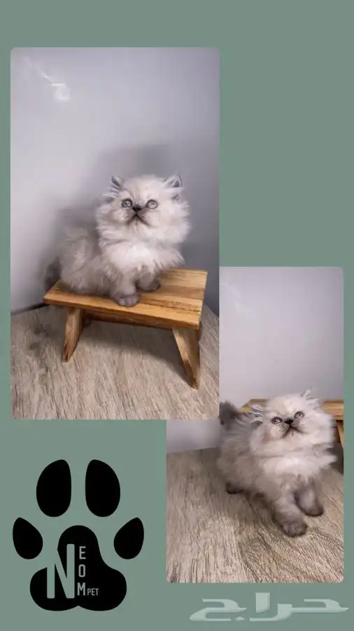 قطط اقساط كيتن قطه شيرازي هملايا سكوتش قطط تابي قطط تمارا 3