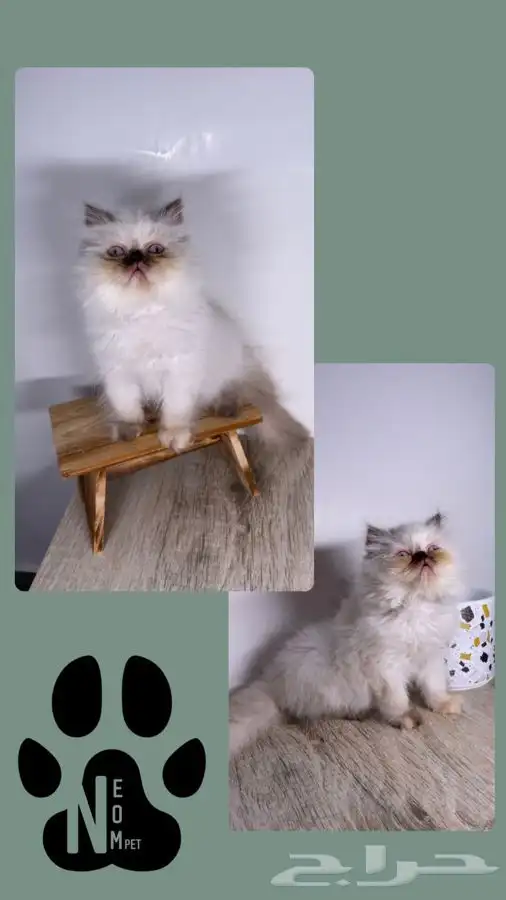 قطط اقساط كيتن قطه شيرازي هملايا سكوتش قطط تابي قطط تمارا 5
