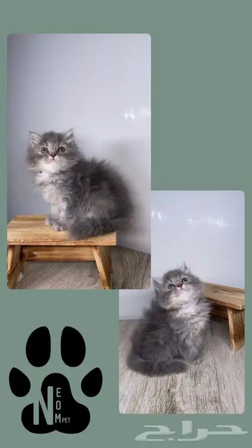 قطط اقساط كيتن قطه شيرازي هملايا سكوتش قطط تابي قطط تمارا 7