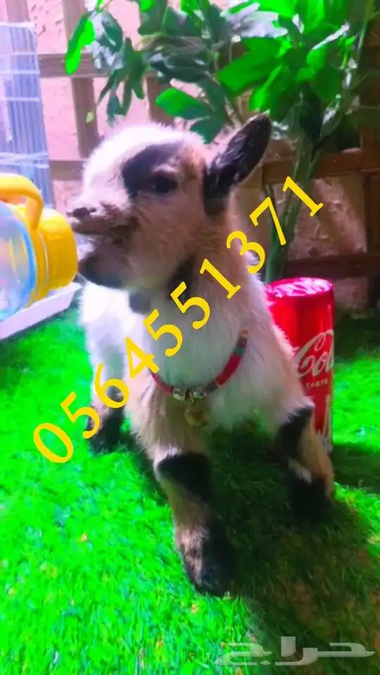 ماعز قزم عمر اسبوع جاهز للمنزل 0
