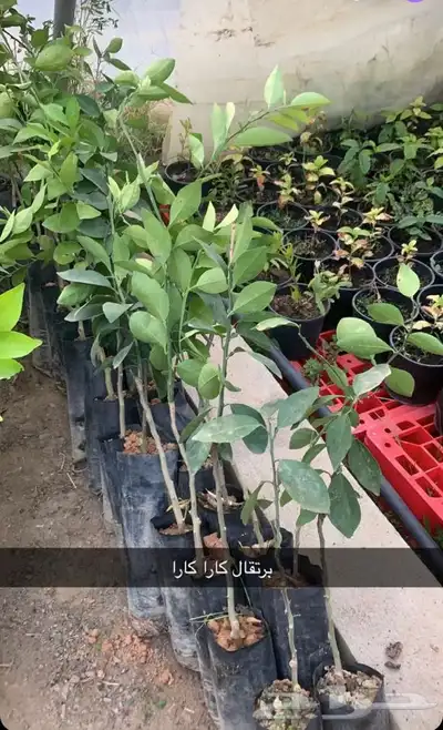 مشتل الاكليل الباحه - محافظه القرى - قريه ال سلمان 8