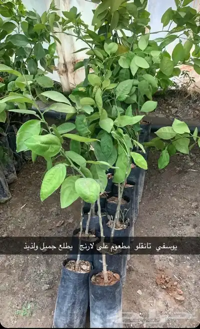 مشتل الاكليل الباحه - محافظه القرى - قريه ال سلمان 0