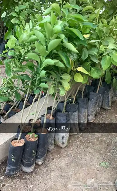 مشتل الاكليل الباحه - محافظه القرى - قريه ال سلمان 3