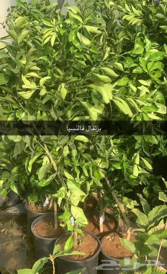 مشتل الاكليل الباحه - محافظه القرى - قريه ال سلمان 11