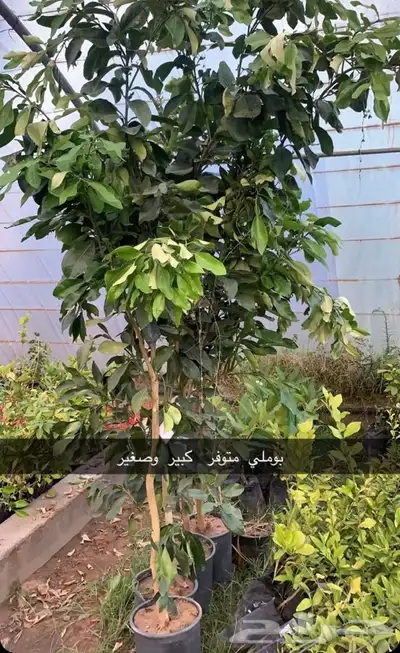 مشتل الاكليل الباحه - محافظه القرى - قريه ال سلمان 4